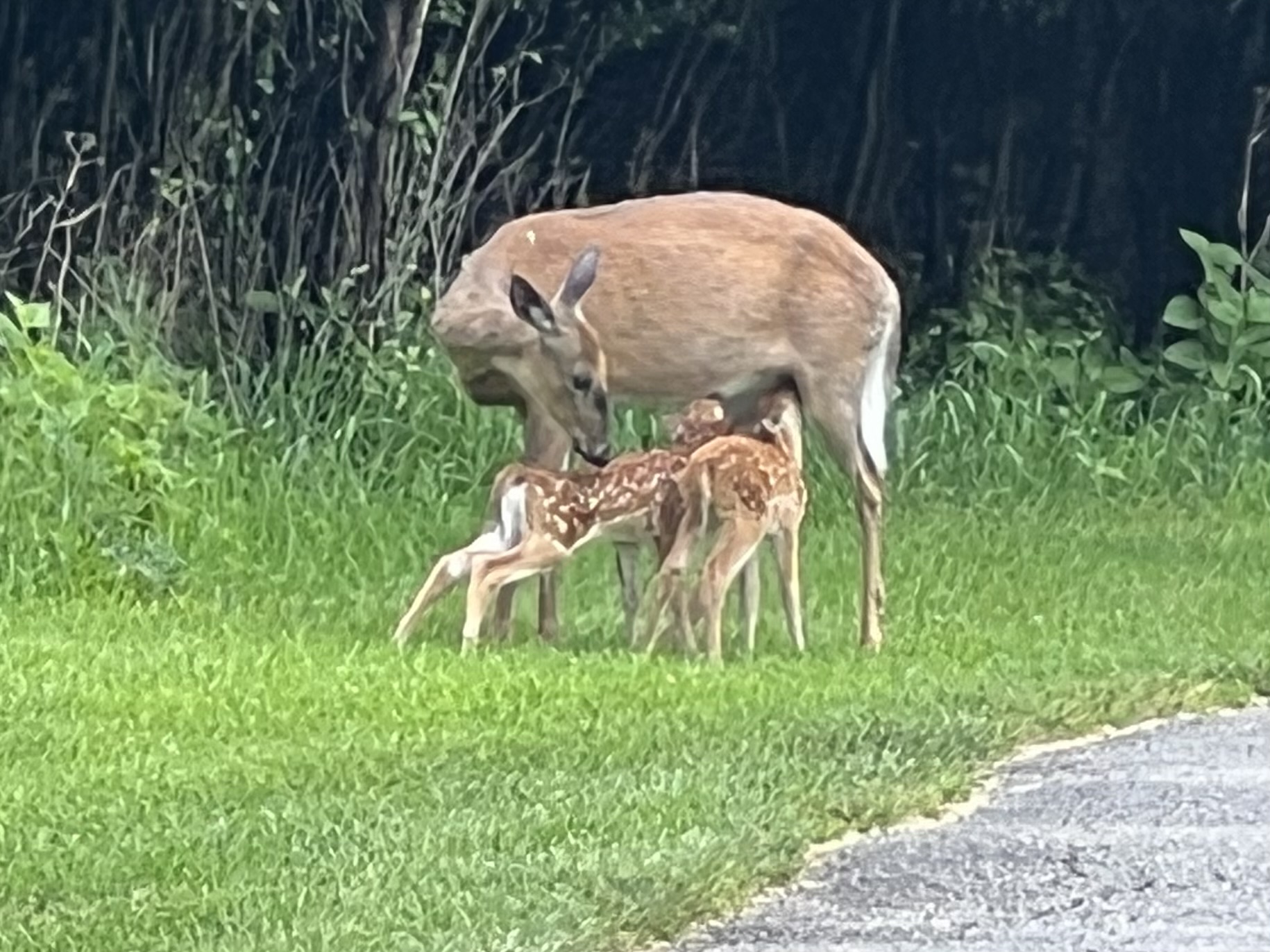 deer family