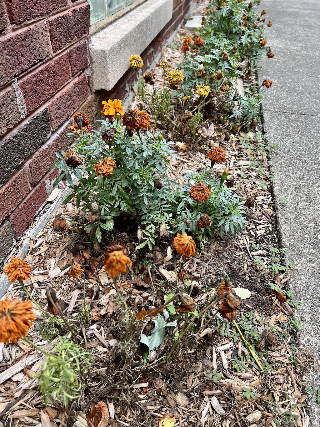 dead marigolds