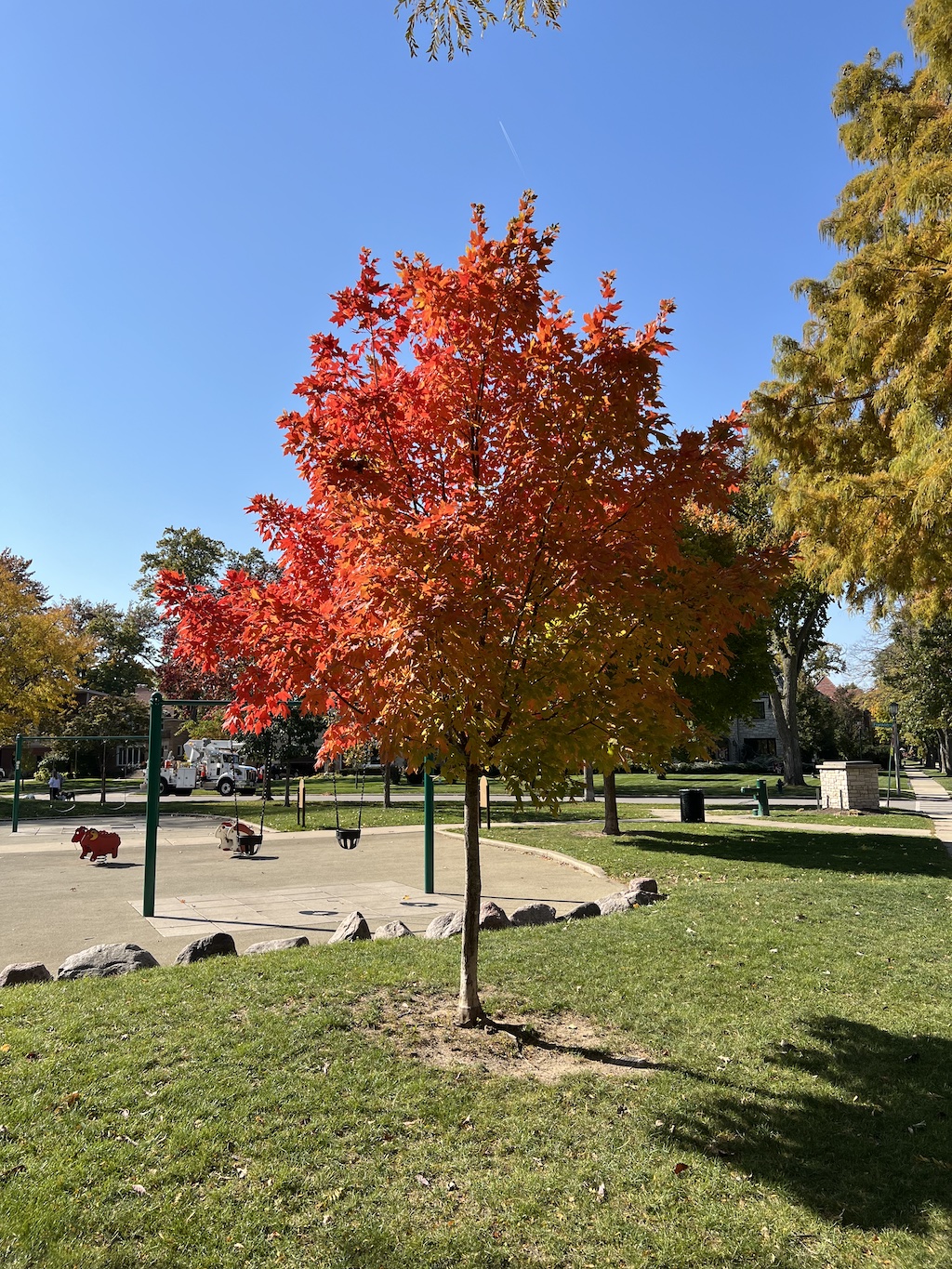 tree displaying bright fall colors