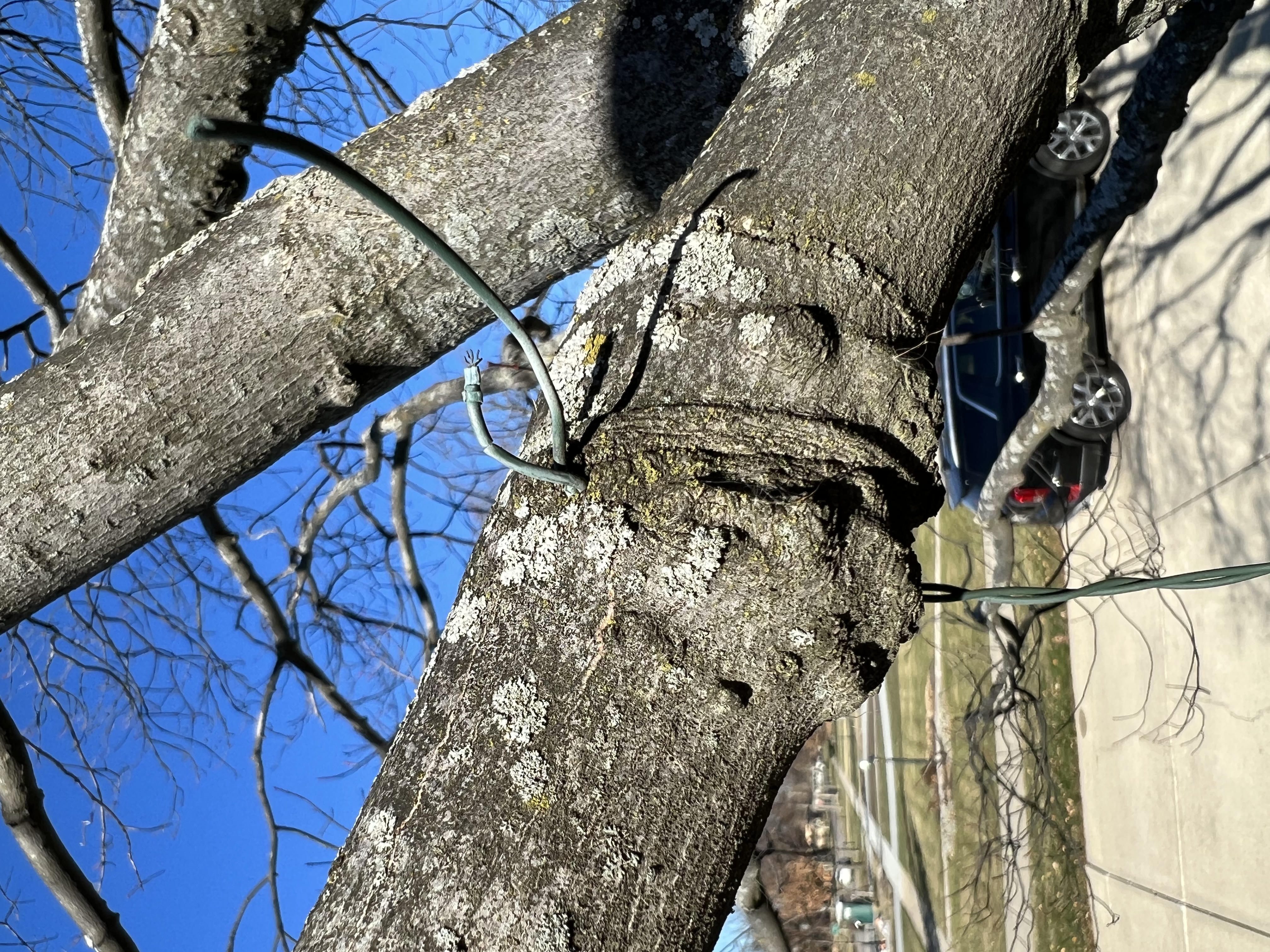 tree limb grown around a wire