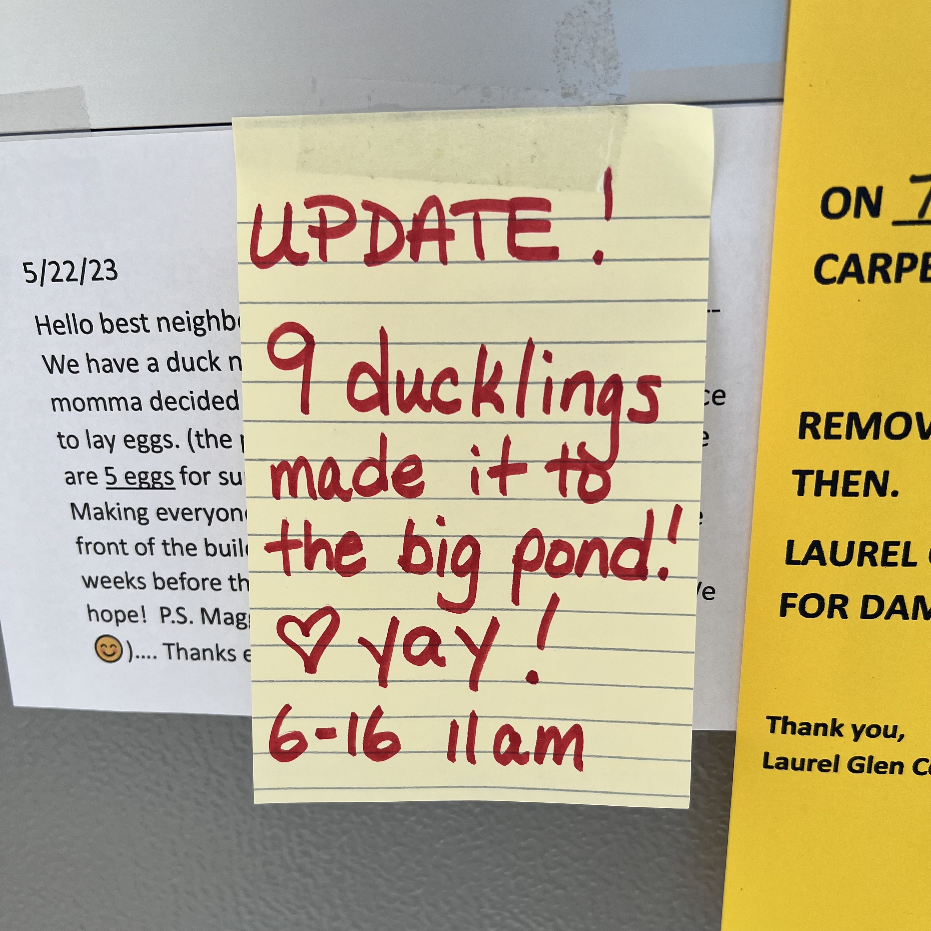 note about the ducklings making it to the pond
