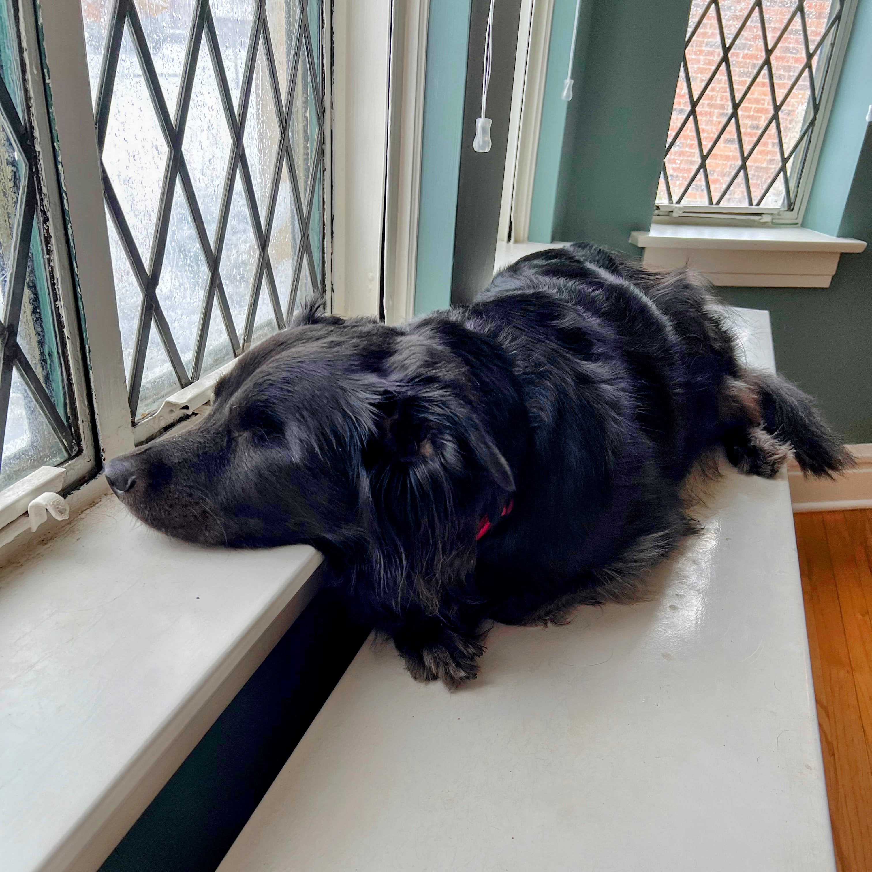 Arlee, in her favorite spot on the radiator