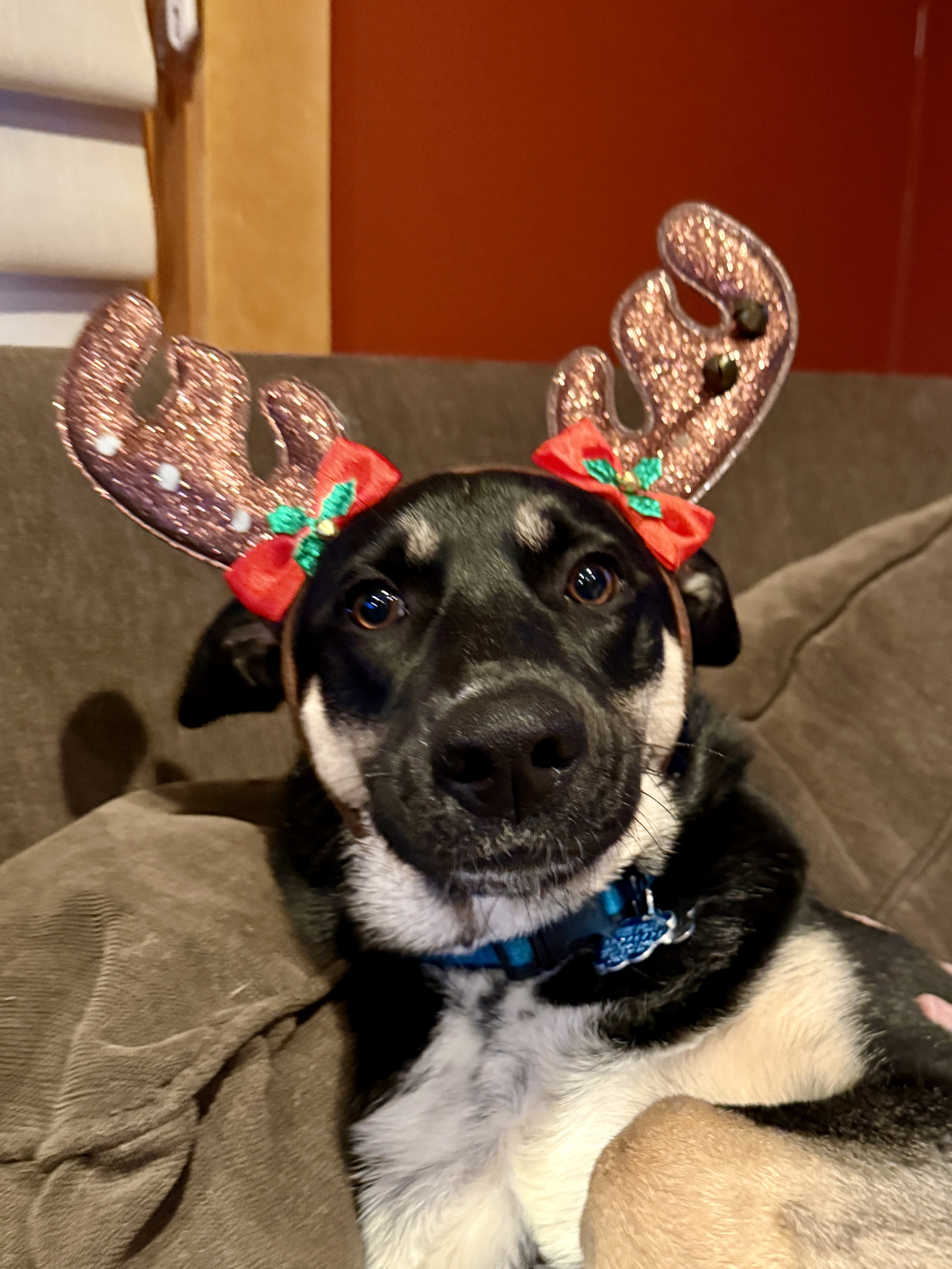 our dog Pepper wearing antlers and looking pretty unhappy about it