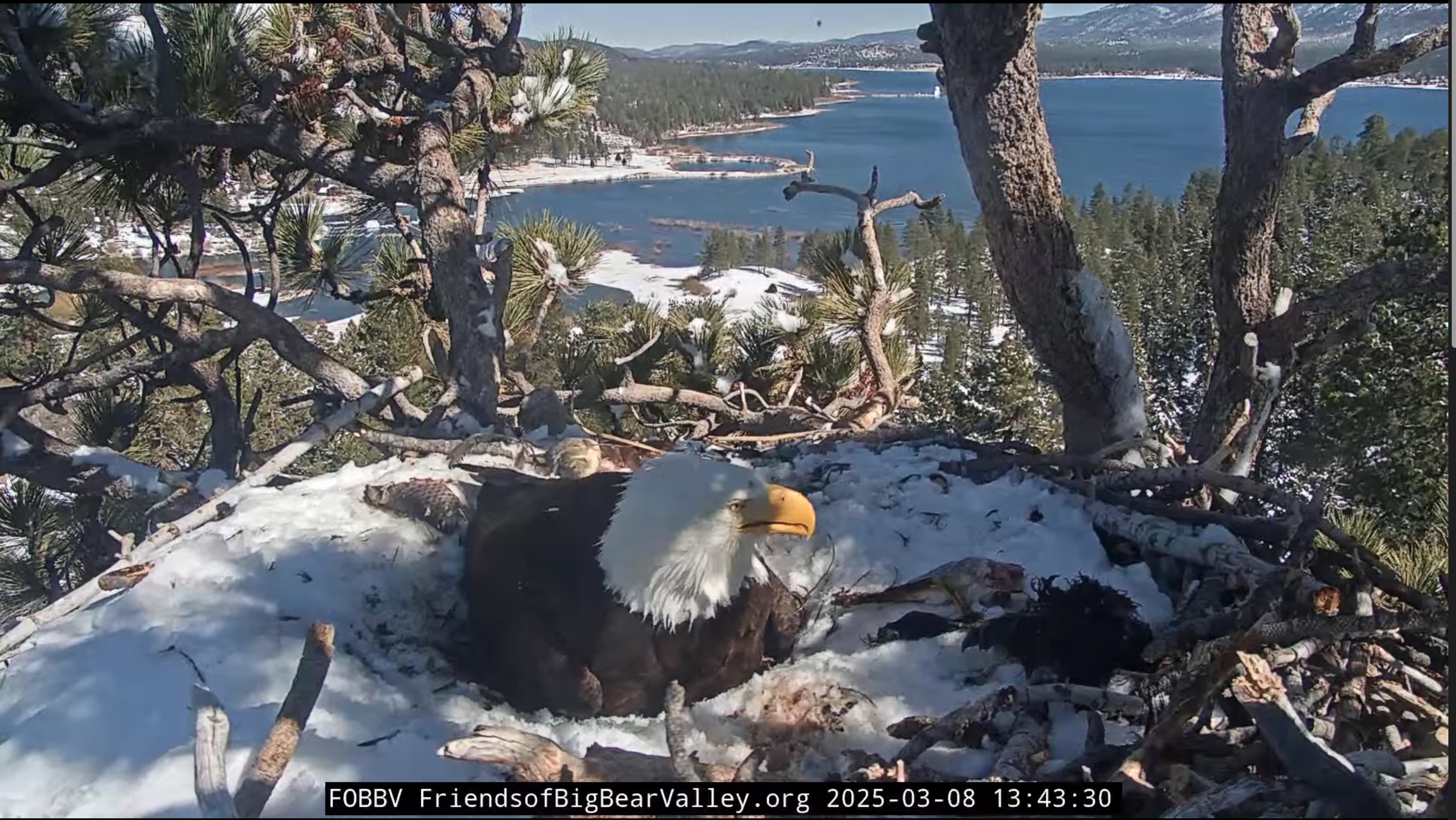 a still from the eagle cam at Big Bear Lake