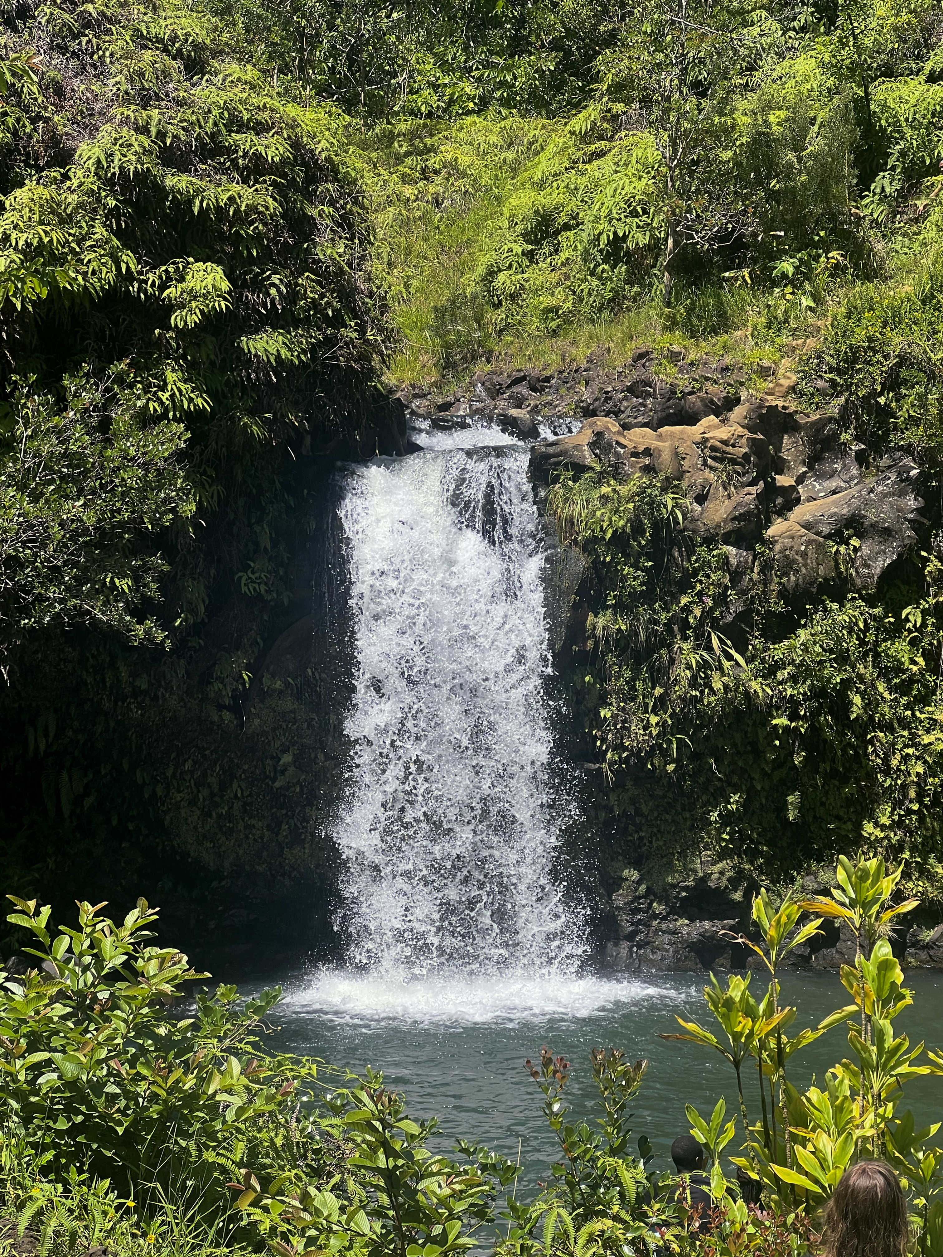 a waterfall, surrounded by plants