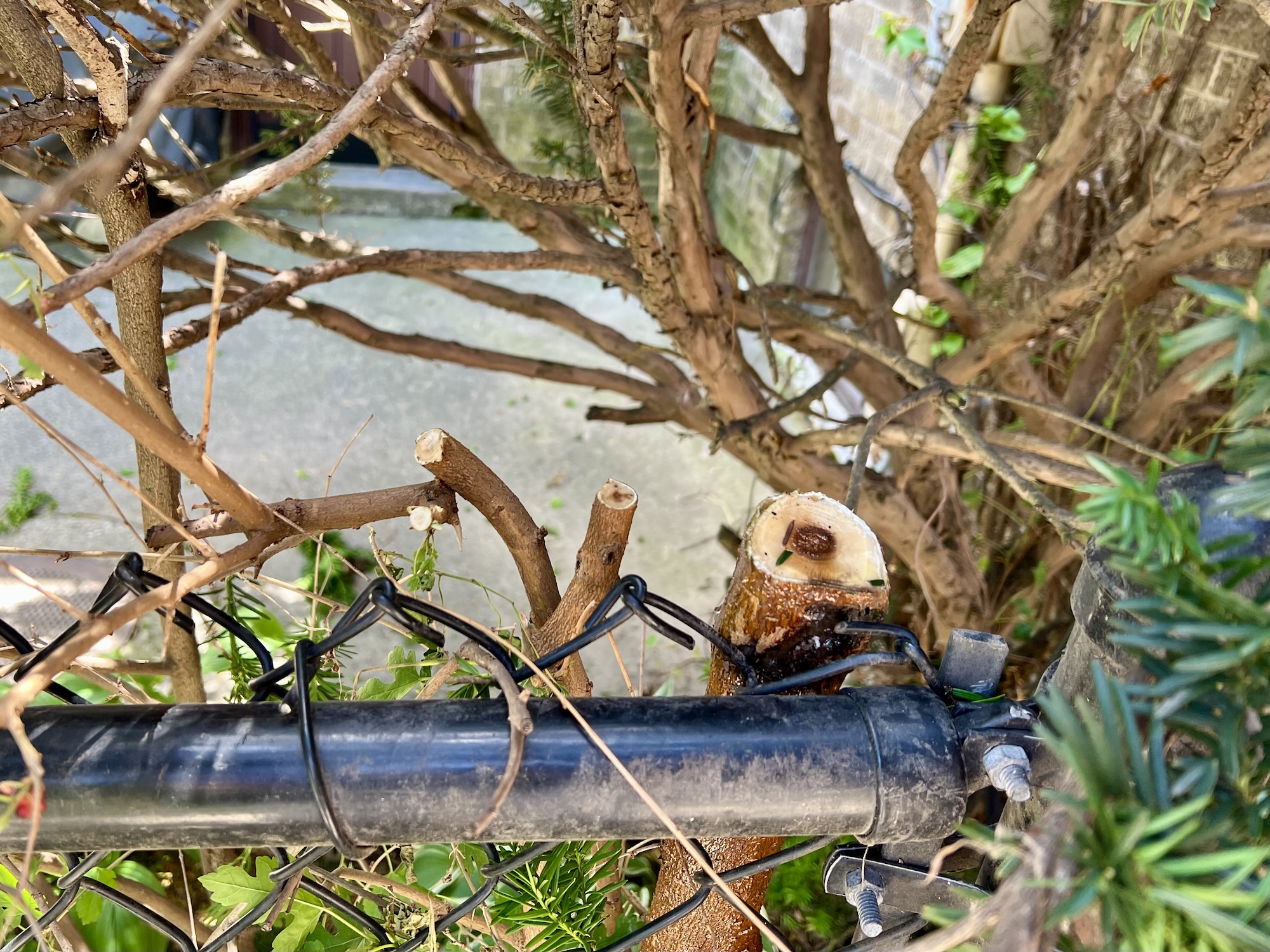 a section of a tree trunk, around an inch and a half in diameter, sawn off and oozing sap