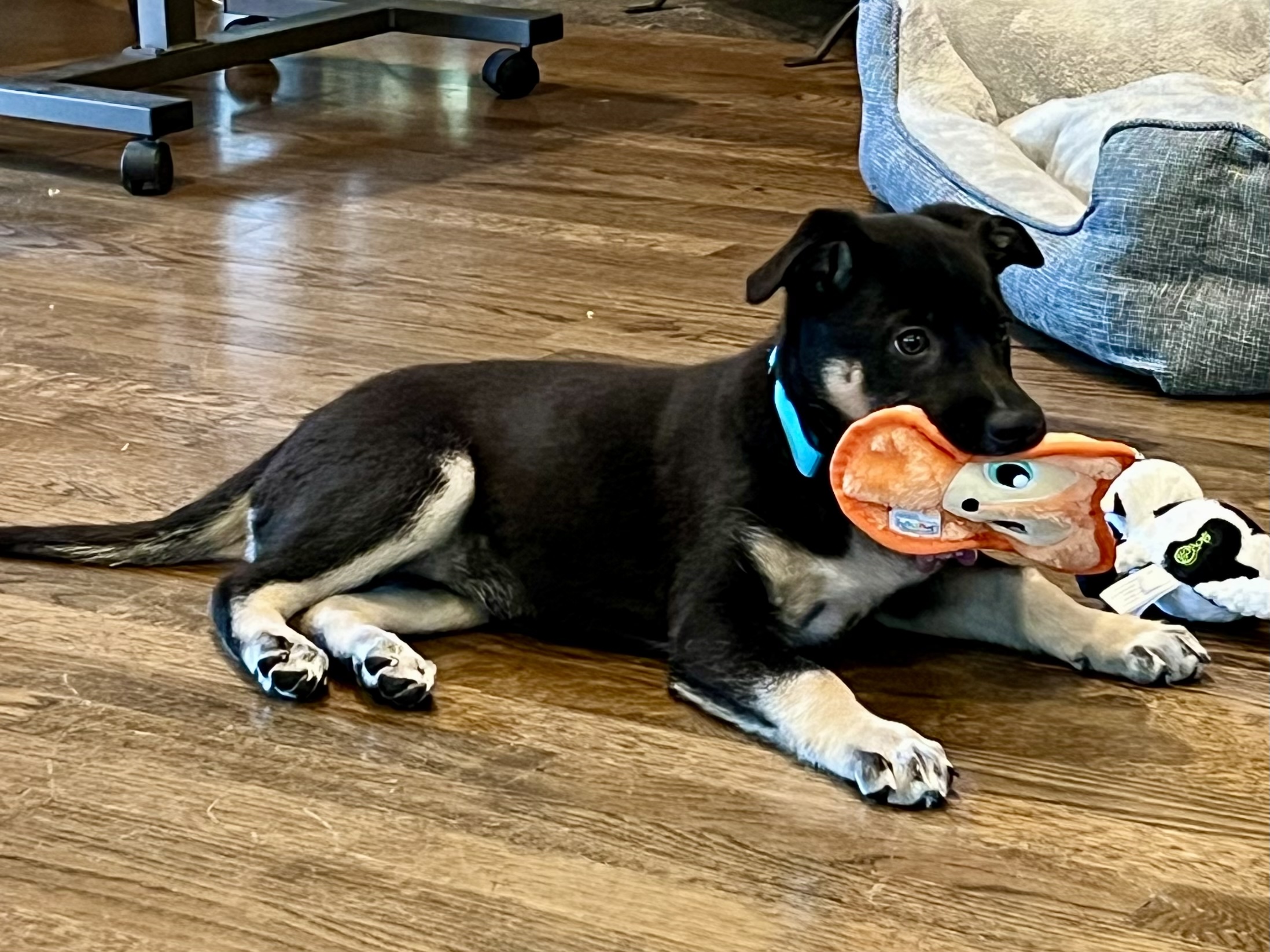 a black and tan puppy