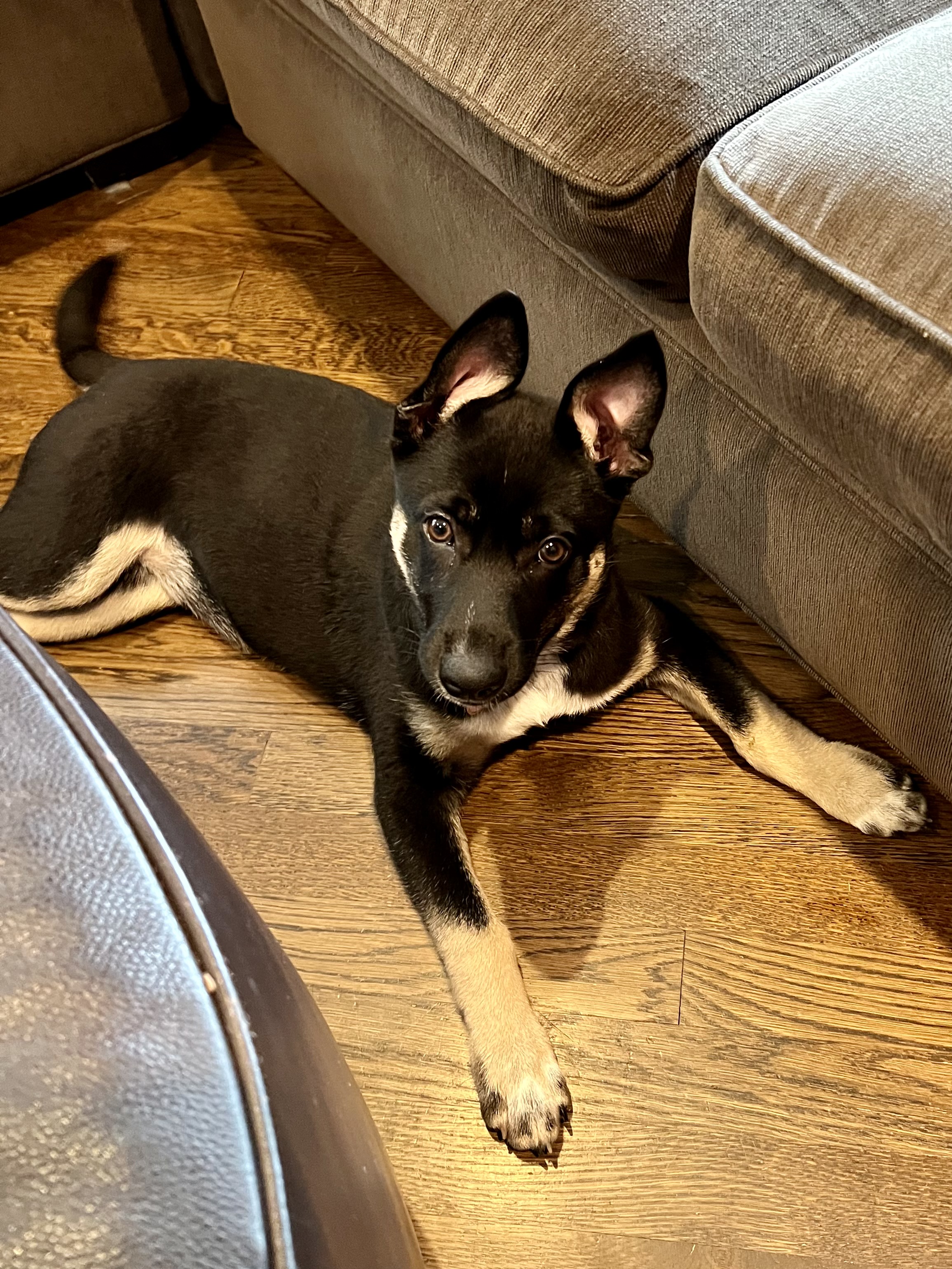 a black and tan puppy