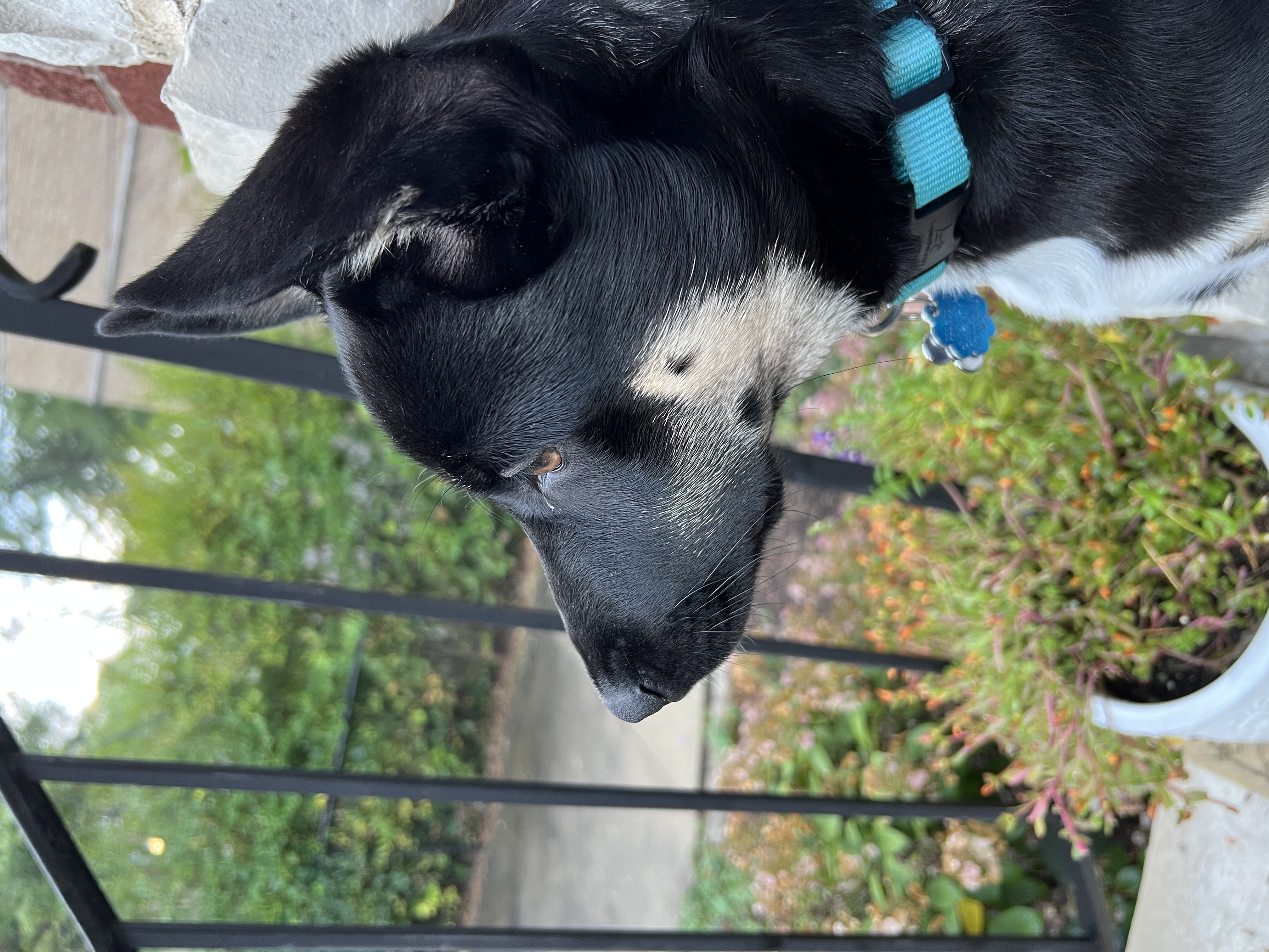 Pepper being cute