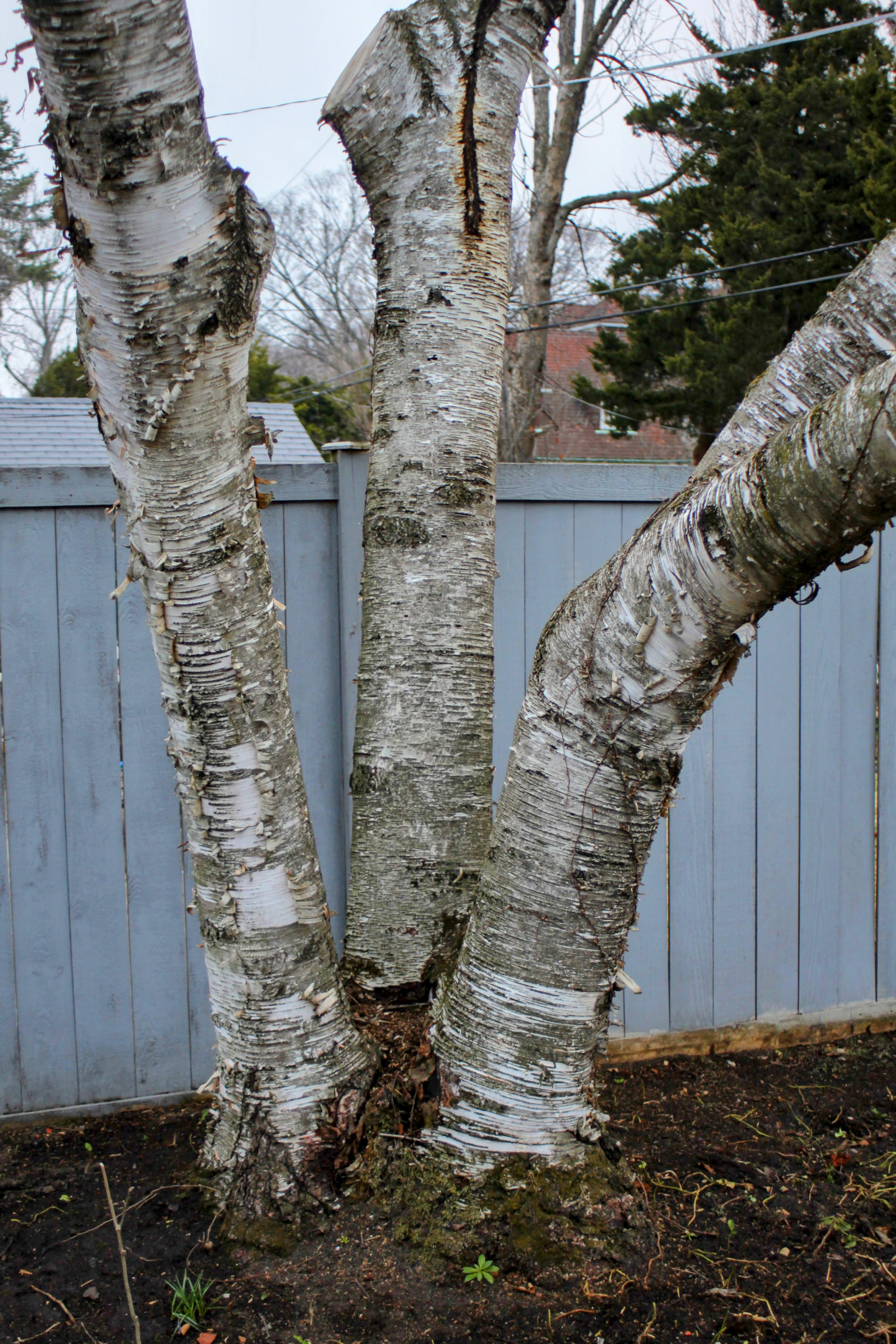 an partially chopped down birch tree, with three trunks, is pictured against a gray fence